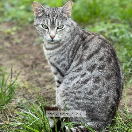 Photo 1/1 Rafiki Chat lost in Troyes