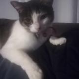 Picture of cat lost at St Macaire En Mauges