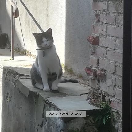 Photo 2/5 ZEUS Chat lost in St macaire en mauges
