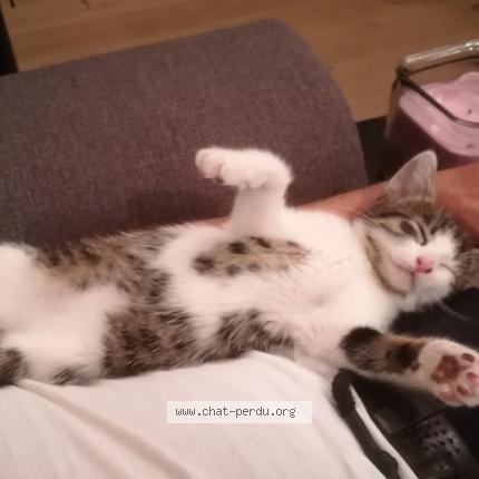 Photo 3/5 ZEUS Chat lost in St macaire en mauges