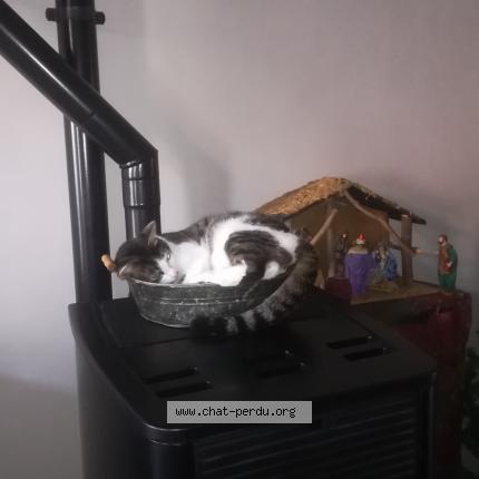 Photo 4/5 ZEUS Chat lost in St macaire en mauges