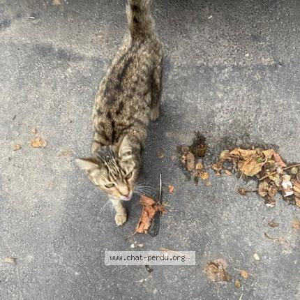 Photo 1/1 Found cat Found in Roubaix