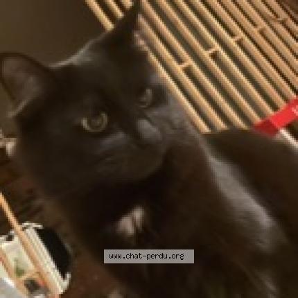 Photo 1/1 Romy Chat lost in Montreal