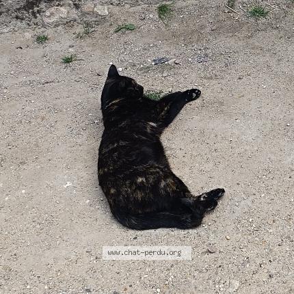 Photo 1/1 Candy Chat lost in Saint georges des sept voies