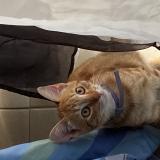 Picture of cat lost at Tonnay Charente