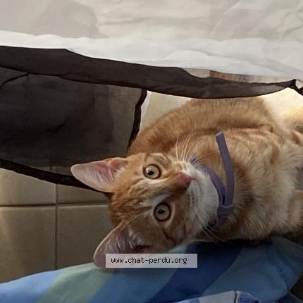 Photo 1/1 Tigrou Chat lost in Tonnay charente