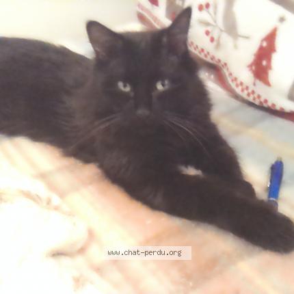 Photo 1/2 Simba Chat lost in Bellerive sur allier