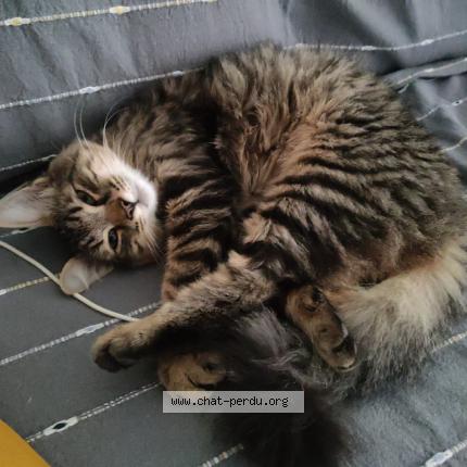 Photo 1/1 Cat reunited Lost in Mehun sur yevre