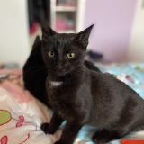 Picture of cat lost at Saint Berthevin