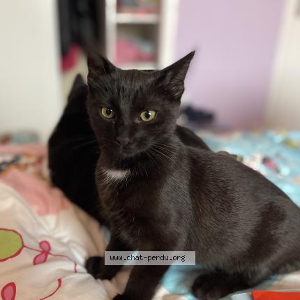 Photo 1/1 Tétris Chat lost in Saint berthevin