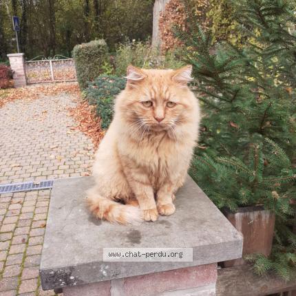 Foto 1/1 Kat teruggevonden Vermist in Fairon