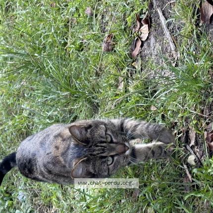 Photo 1/2 Jeannette Chat lost in Begles