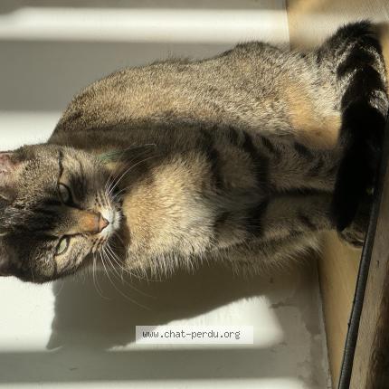 Photo 2/2 Jeannette Chat lost in Begles