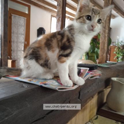 Photo 1/1 ULISSE Chat lost in Valencay