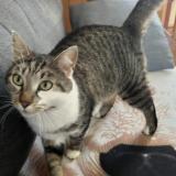 Picture of cat lost at Rieux