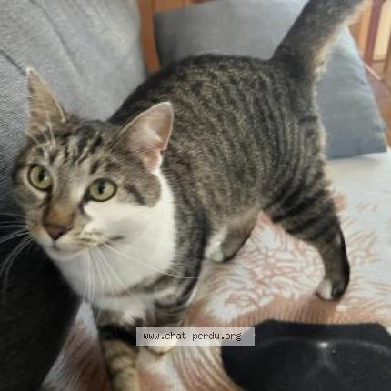 Photo 1/1 Talou Chat lost in Rieux