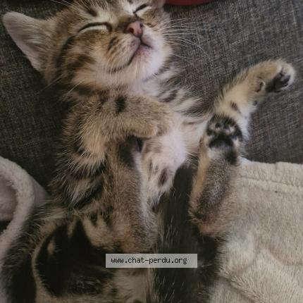 Photo 1/1 Cat reunited Lost in La coucourde