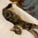 Picture of cat lost at Etupes