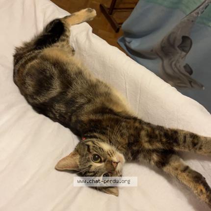 Photo 1/1 Kiara Chat lost in Etupes