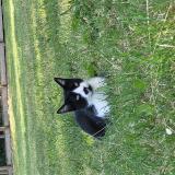 Picture of cat lost at St Nazaire De Pezan