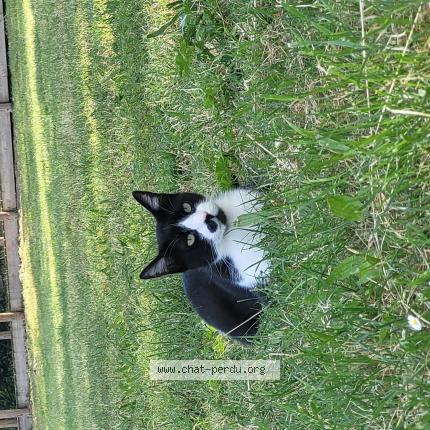 Photo 1/1 Eliot Chat lost in St nazaire de pezan