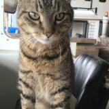 Picture of cat lost at La Villeneuve En Chevrie