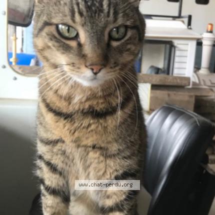 Photo 1/1 Déclic Chat lost in La villeneuve en chevrie