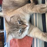 Picture of cat lost at Colomiers