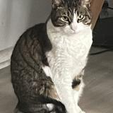 Picture of cat lost at Saint Bonnet De Mure