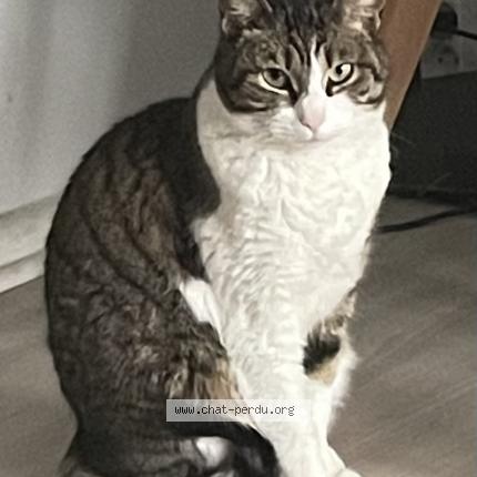 Photo 1/1 Tilou Chat lost in Saint bonnet de mure