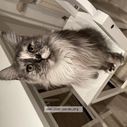 Foto van vermiste kat in Molenbeek Saint Jean