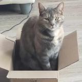 Picture of cat lost at Douai