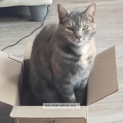 Photo 1/1 Raven Chat lost in Douai