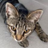 Picture of cat lost at Antibes