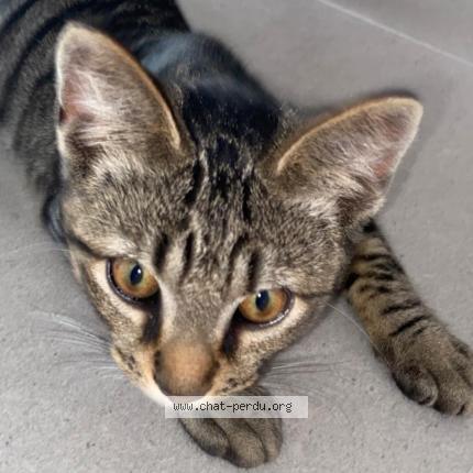 Photo 1/1 Nifang Chat lost in Antibes