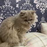 Picture of cat lost at Patte D Oie