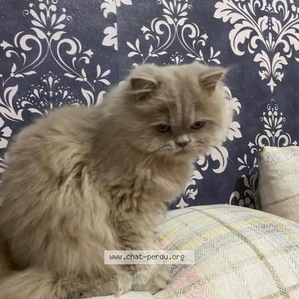 Photo 1/1 Salma- Mimi Chat lost in Patte d oie