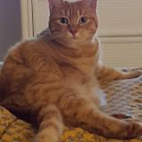 Picture of cat lost at St Hilaire St Florent Saumur