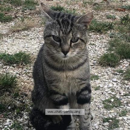 Photo 1/1 Found cat Found in Montboucher sur jabron