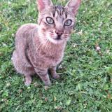 Picture of cat lost at Pace