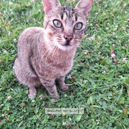 Photo 1/1 Tigrou Chat lost in Pace