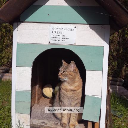 Photo 1/1 Guizmo Chat lost in Magny en vexin