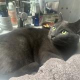 Picture of cat lost at Avon