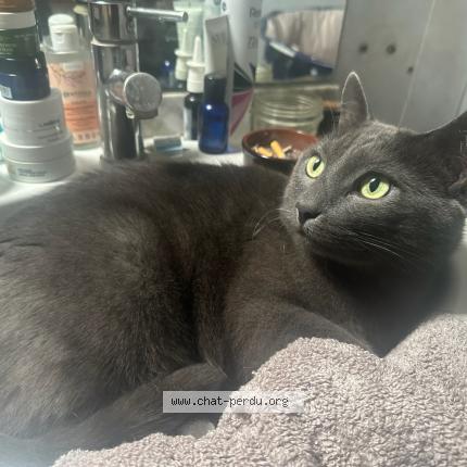 Photo 1/1 pedro Chat lost in Avon