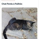 Picture of cat lost at Pailhes