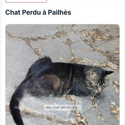 Photo 1/2 Miette Chat lost in Pailhes
