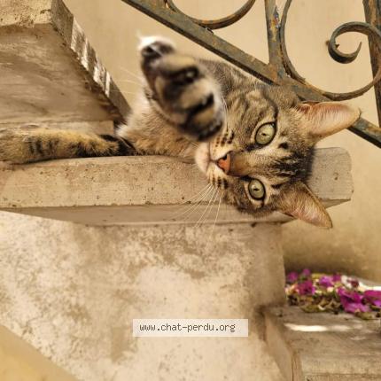 Photo 2/2 Miette Chat lost in Pailhes