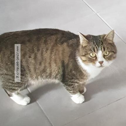 Photo 1/1 C&acirc;line nom officiel Praline Chat lost in Hotton