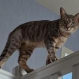 Picture of cat lost at St Mars D Outille