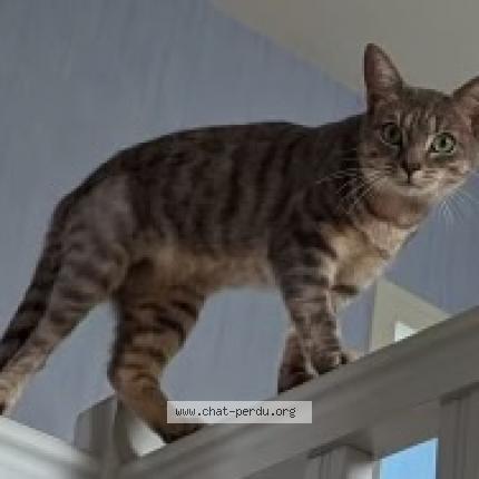 Photo 1/1 Olympe Chat lost in St mars d outille